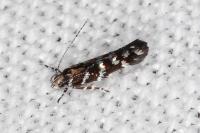 Vulcaniella grabowiella
