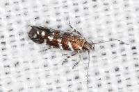 Vulcaniella grabowiella