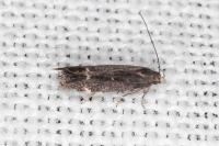 Aproaerema anthyllidella