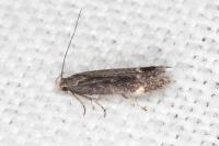 Aproaerema anthyllidella