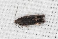 Aproaerema anthyllidella