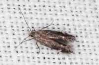 Aproaerema anthyllidella