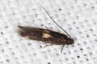 Neurothaumasia tenuipennella