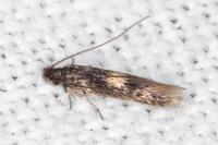 Neurothaumasia tenuipennella