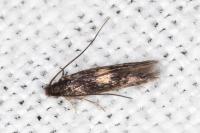 Neurothaumasia tenuipennella