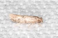 Infurcitinea italica