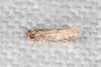 Infurcitinea italica