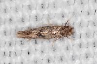 Infurcitinea italica
