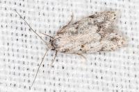 Symmoca signatella