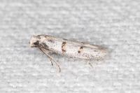 Symmocoides oxybiella