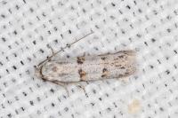 Symmocoides oxybiella