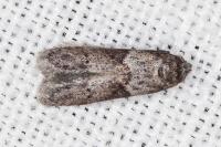 Blastobasis glandulella