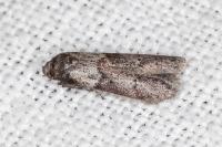 Blastobasis glandulella