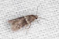 Hypatopa segnella