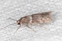 Hypatopa segnella