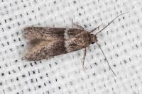 Hypatopa segnella