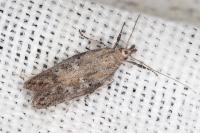 Rosetea rosetella