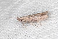 Rosetea rosetella