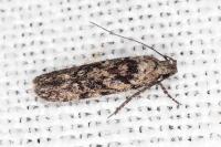 Carpatolechia decorella