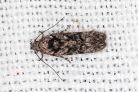 Carpatolechia decorella