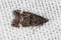 Dichomeris alacella