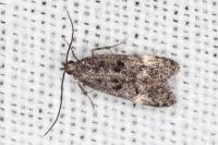 Dichomeris alacella