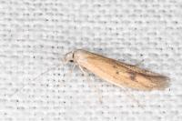 Epidola stigma