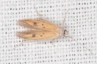 Epidola stigma