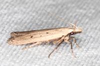 Nothris verbascella