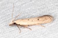 Nothris verbascella