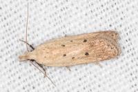 Nothris verbascella