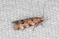 Pseudotelphusa occidentella