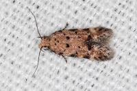 Pseudotelphusa occidentella