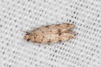 Pseudotelphusa occidentella
