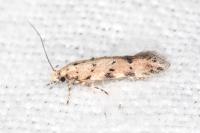 Pseudotelphusa occidentella