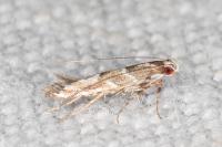 Acrocercops brongniardella