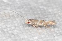 Acrocercops brongniardella