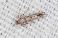 Acrocercops brongniardella