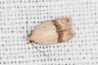 Odites kollarella