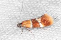 Epicallima bruandella