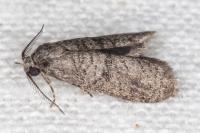 Penestoglossa dardoinella