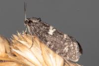 Penestoglossa gallica