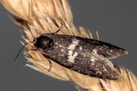 Penestoglossa gallica