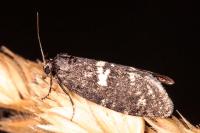 Penestoglossa gallica