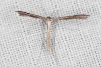 Stenoptilia