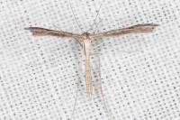 Stenoptilia