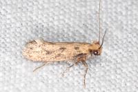 Anomalotinea liguriella