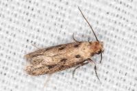 Anomalotinea liguriella