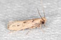Anomalotinea liguriella