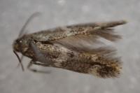 Elachista exactella